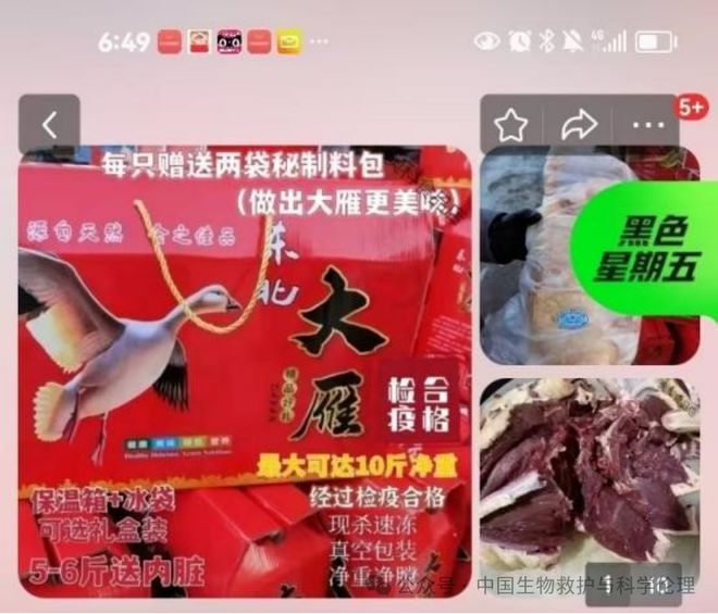 都有请下架野生动物买卖｜志愿者反映开元ky棋牌电商平台动物成体幼崽啥